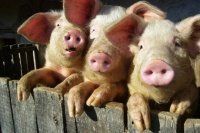 США, рынок свиней продолжает восстанавливаться